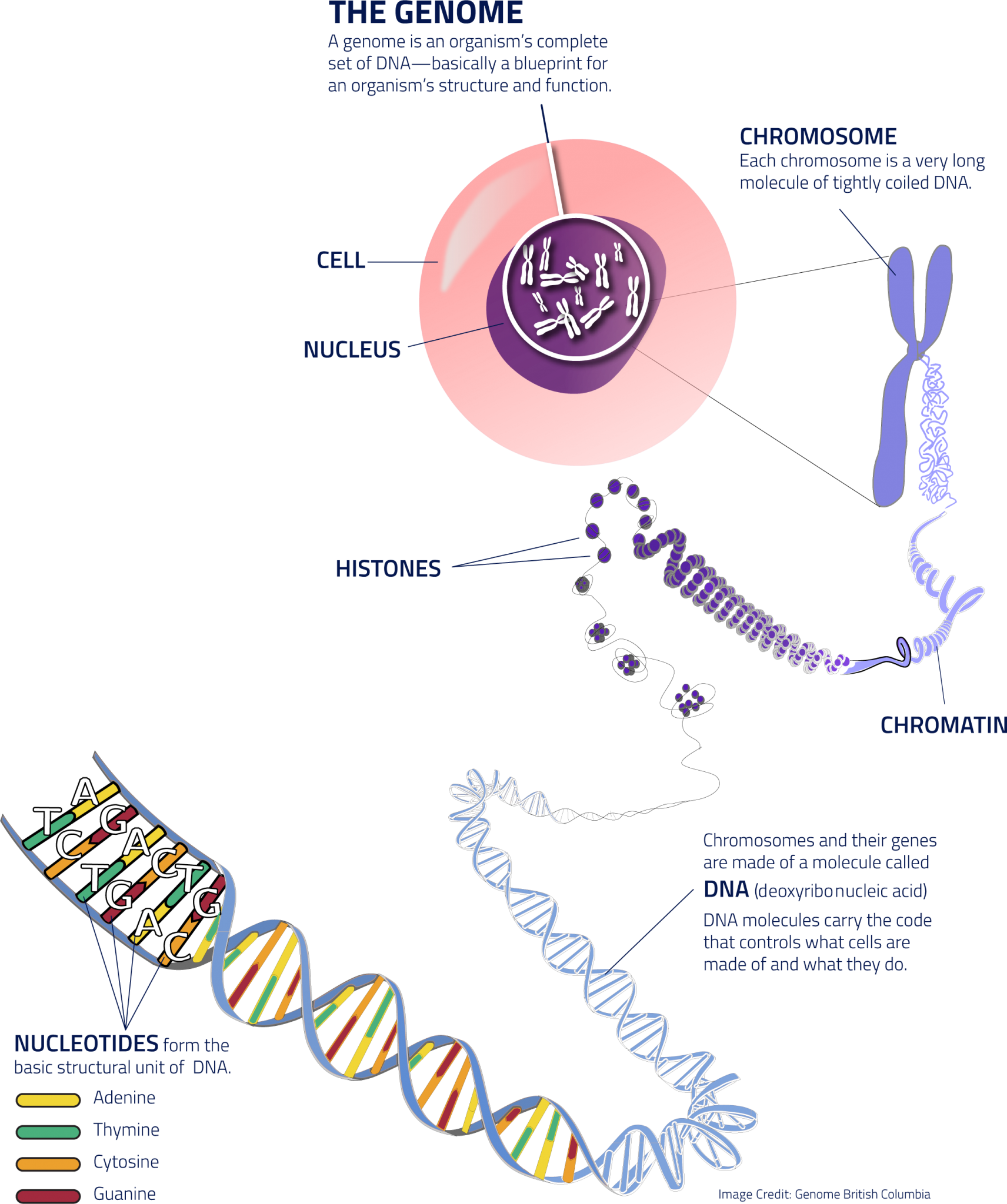 Understanding Genomics, What is Genomics / Genome Genome BC