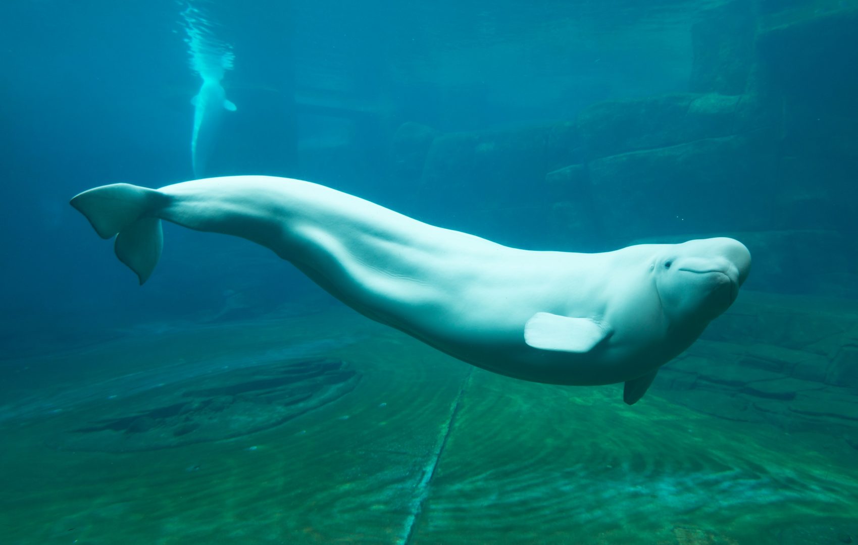 Heartbreaking loss has led to a leap in progress for beluga whale conservat...