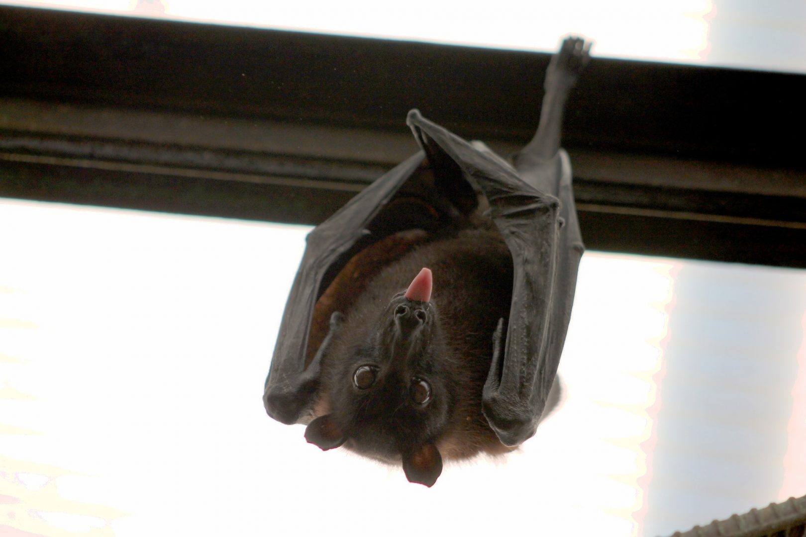 How Vampire bats survive only on blood. What the microbiome and genome