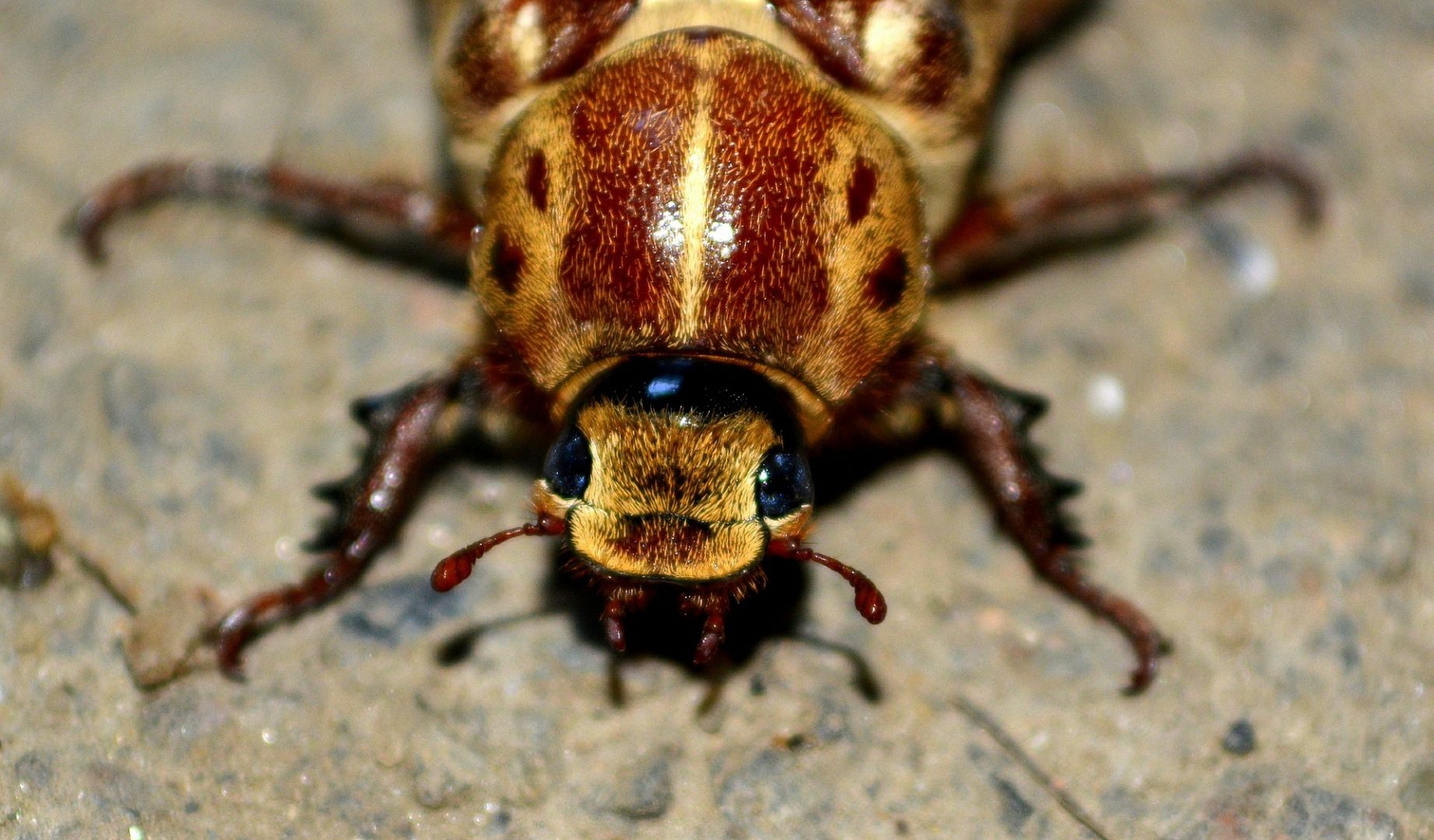 Cockroaches are practically indestructible and this could be thanks to ...