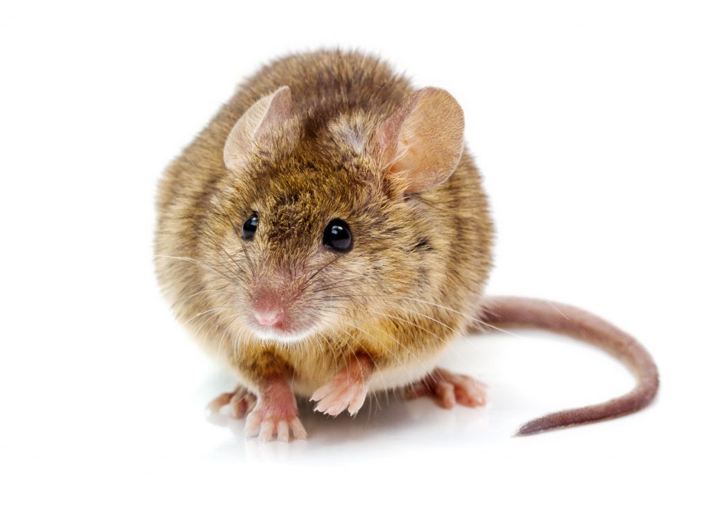House mouse (Mus musculus) - Genome BC