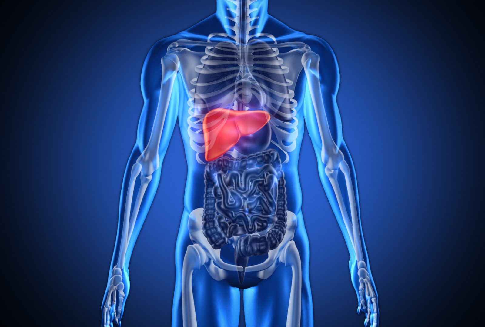 The Liver Is The Only Organ In The Human Body That Can Regenerate