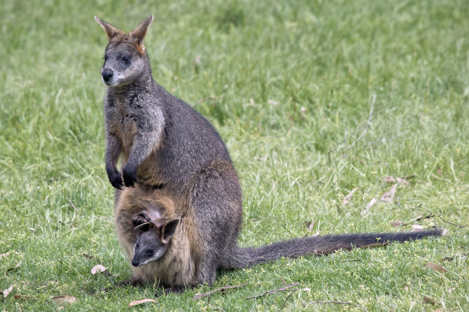 Unique reproductive strategy of swamp wallaby uncovered Genome BC