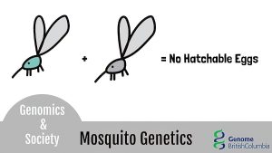 Eradicate mosquito-borne diseases