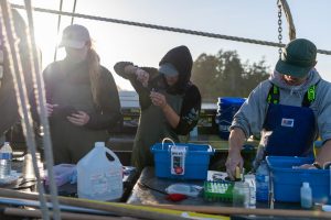 Researchers tagging and sampling juvenile salmon