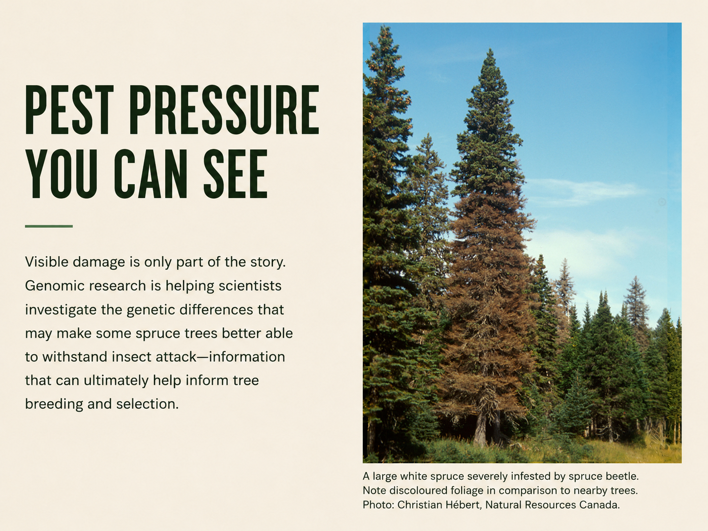 Pest pressure you can see: a large white spruce severely infested by spruce beetle has brown, discoloured foliage compared with the surrounding healthy green trees. Genomic research is investigating genetic differences that may help some spruce trees withstand insect attacks and inform tree breeding and selection. Photo: Christian Hébert, Natural Resources Canada.