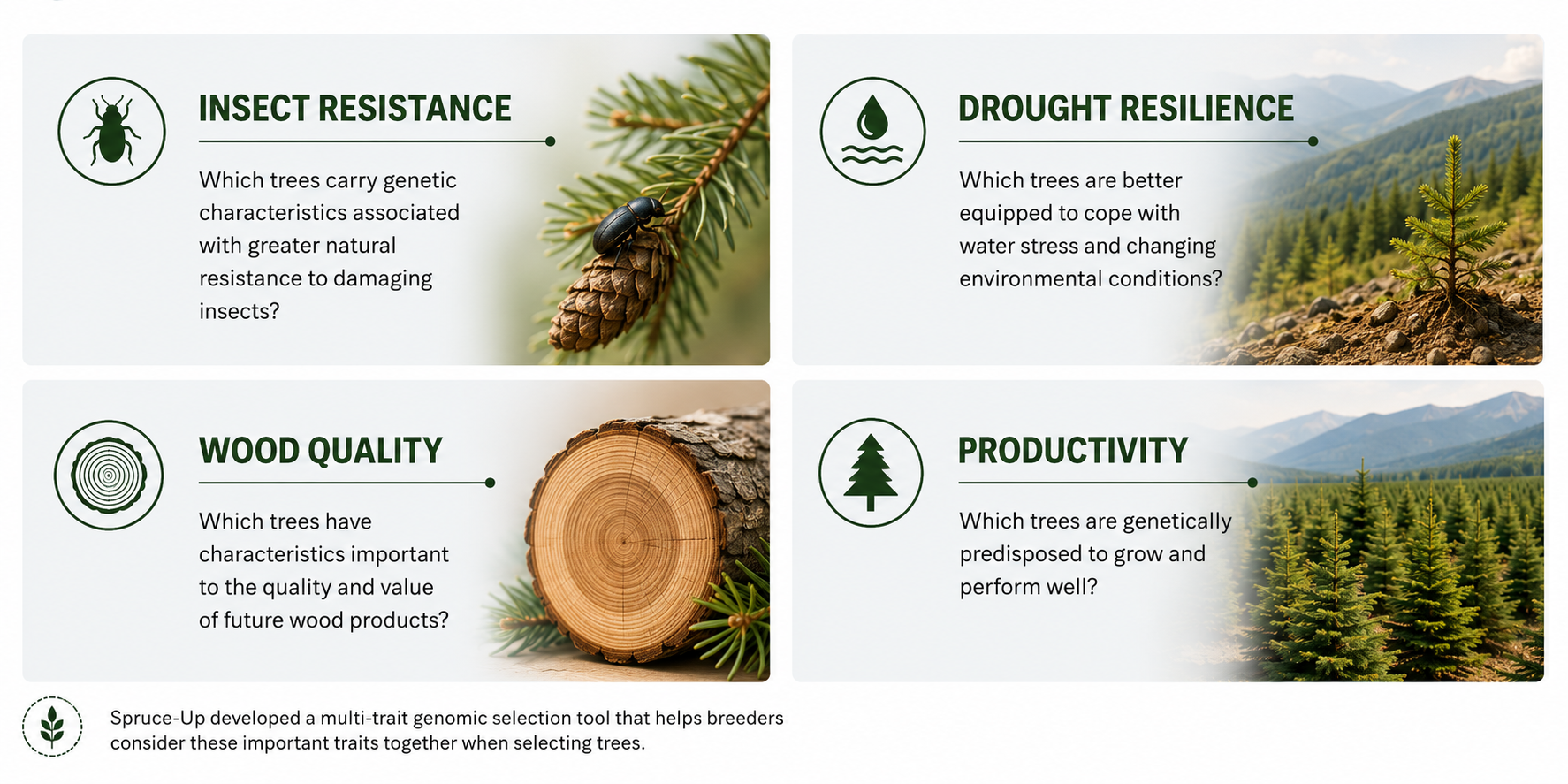 Spruce-Up’s multi-trait genomic selection tool helps tree breeders evaluate four traits together: insect resistance, including genetic resistance to damaging insects; drought resilience under water stress and changing environmental conditions; wood quality and value; and genetic potential for strong growth and productivity.