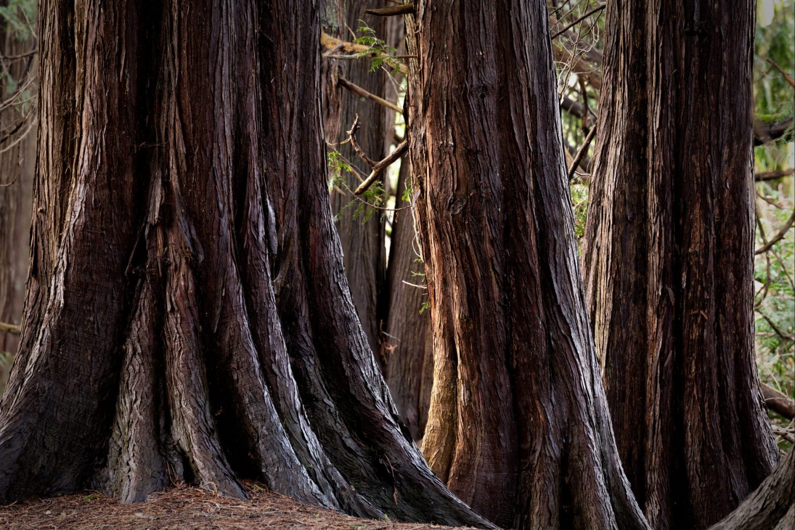 Western redcedar (Thuja plicata) is found from northern California to Haida Gwaii. The trees can live more than 1,000 years, but are increasingly under threat from climate change. Photo: istock/Dave Hutchison Photography.