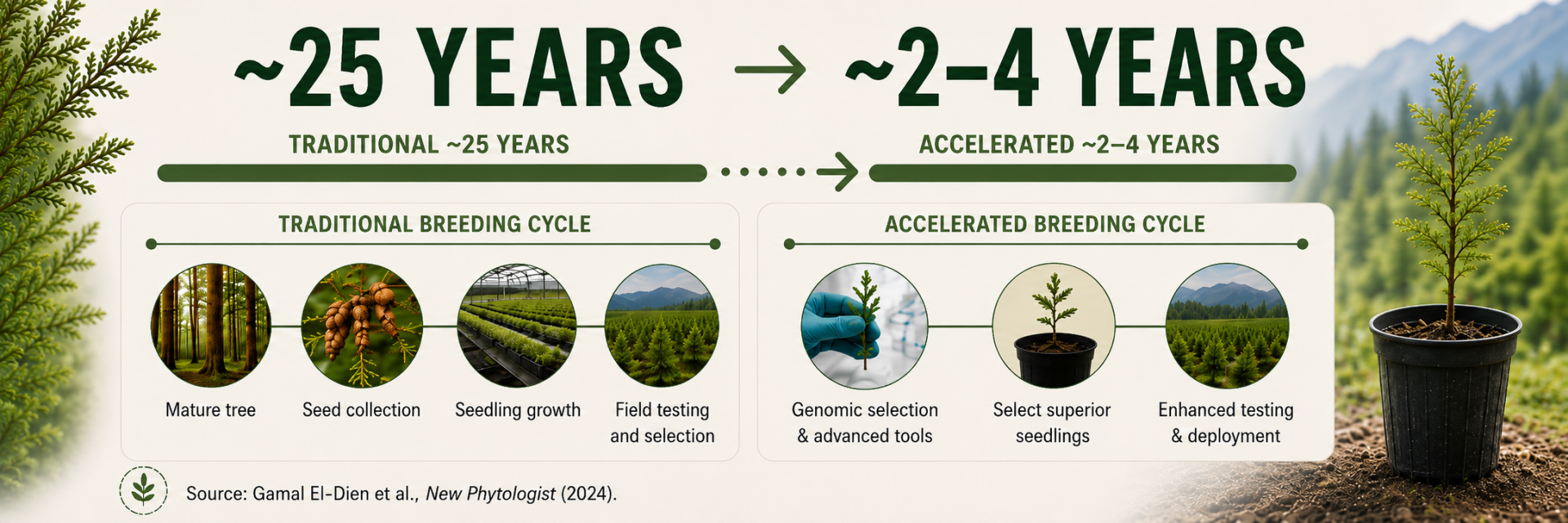 Comparison of tree-breeding timelines: traditional breeding takes approximately 25 years and involves growing a mature tree, collecting seeds, growing seedlings, and field testing and selection. Accelerated breeding takes approximately 2–4 years and uses genomic selection and advanced tools to select superior seedlings for enhanced testing and deployment. Source: Gamal El-Dien et al., New Phytologist (2024).