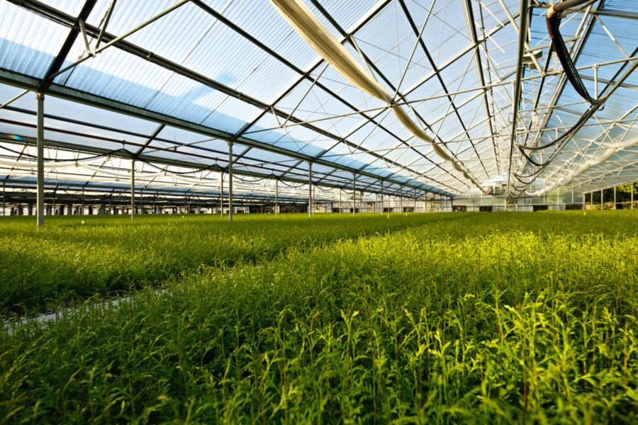 Seedlings in a greenhouse at Western Forest Products’ Saanich Forestry Centre. The company plants over two million western redcedar seedlings each year in BC. Photo: WFP.